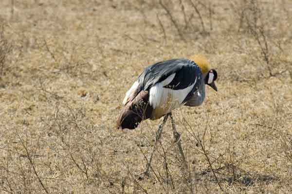 111 - Tanzania - Grulla coronada - crater del Ngorongoro